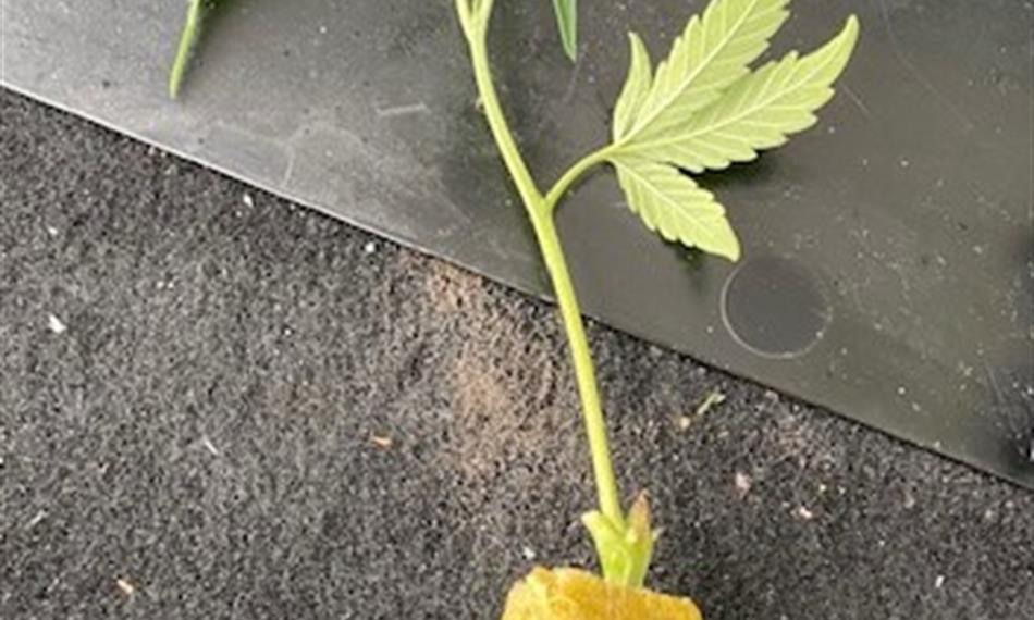 2021-2-17-852Konopí 2.jpg